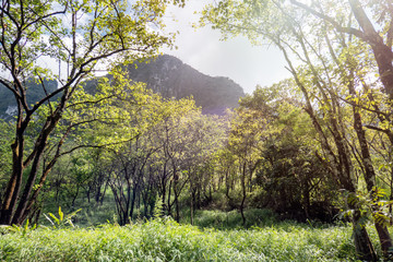 Scenery of tropical rainforest with sunlight