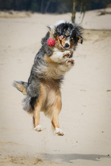 Australian Shepherd with ball