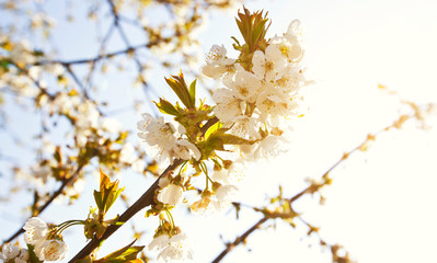 Beautiful flowers on the tree