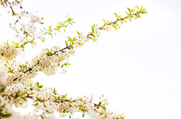 Beautiful flowers on the tree