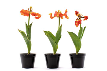 Three red faded tulips with flown petals in black pots isolated on white background