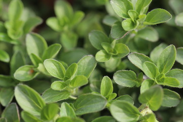 Gesund und lecker: die ersten frischen Gartenkräuter im Sommer - Detailansicht von scharfem Oregano