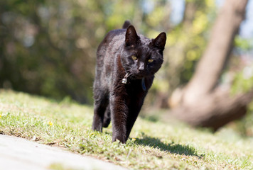 Black cat in the garden