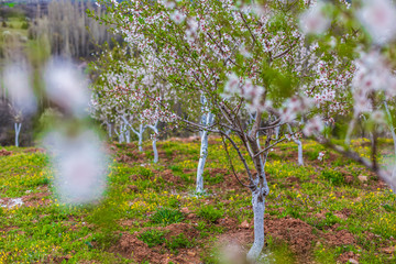 Whitewashing of fruit trees.