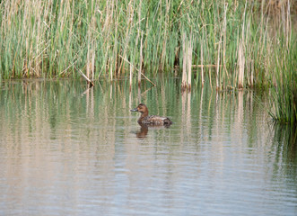 Female common Pochard in Dutch Lake.