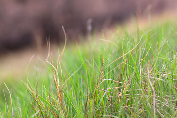 The grass is green at an angle. Flora of Park areas.