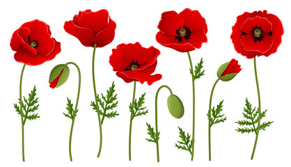 Red poppy flower collection with bud and leaf. Vector illustration isolated on white, for summer and spring designs, in different positions and red petals - obrazy, fototapety, plakaty