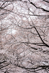 beautiful Sakura, Cherry Blossom flower