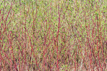 Small tree crowns bt the countryside road.