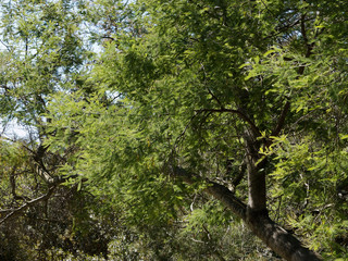 Fototapeta premium Acacia dealbata - Silver wattle - Blue wattle or Mimosa