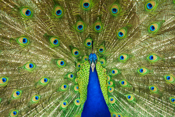 A Peacock showing his colorful feathers, Australia