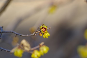 Japanese allspice (Roubai)