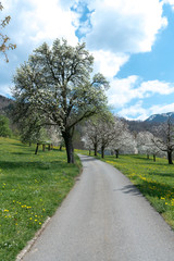country lane leading through green spring meadows and orchards with blossoming cherry and apple trees
