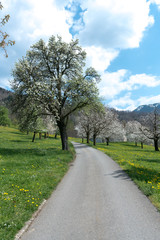 Obraz premium country lane leading through green spring meadows and orchards with blossoming cherry and apple trees
