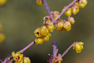 Japanese allspice （Roubai)