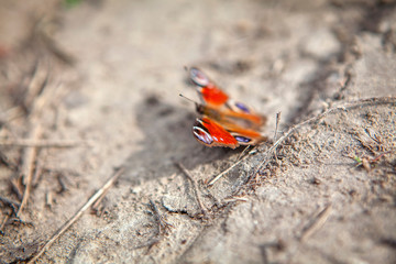butterfly with spread wings standing on the ground