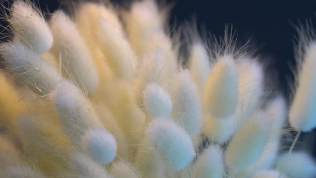 white lagurus bouquet