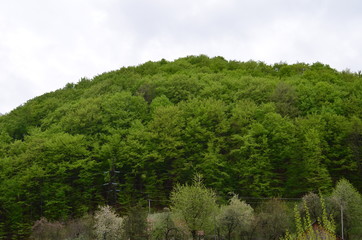 Spring beech forest with fresh light green foliage
