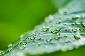 Closeup of beautiful drops of transparent rain water on a green leaf. Drops of dew in the morning glow in the sun. Beautiful leaf texture in nature