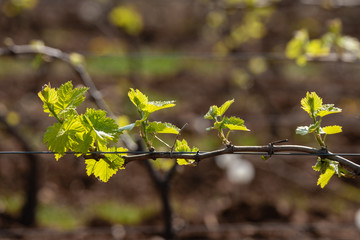 Vigne du Beaujolais au printemps