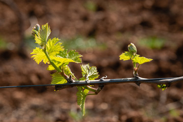 Vigne du Beaujolais au printemps