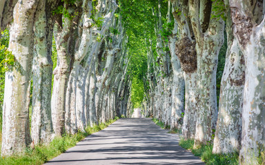 Alley of old maples in the south of France, Provence
