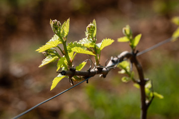 Vigne du Beaujolais au printemps