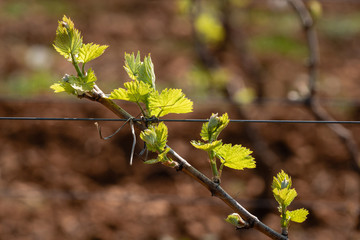 Vigne du Beaujolais au printemps