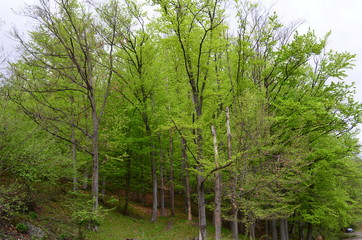 Obraz na płótnie Canvas Spring beech forest with fresh light green foliage