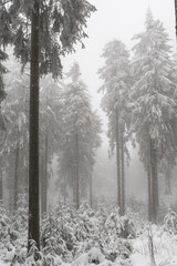 mystischer Winterwald im Nebel