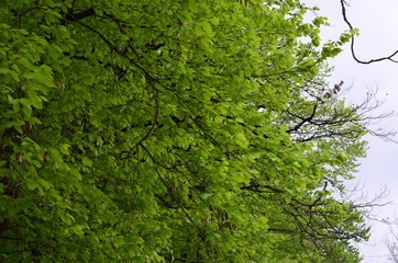 Spring beech forest with fresh light green foliage