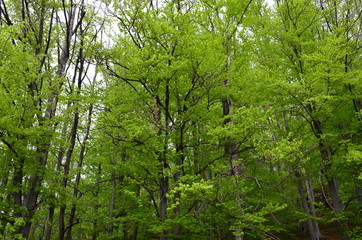 Obraz premium Spring beech forest with fresh light green foliage
