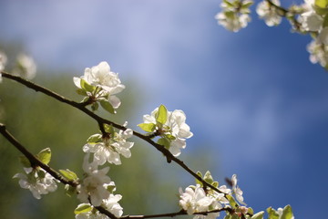 Apfelblüte mit Himmel