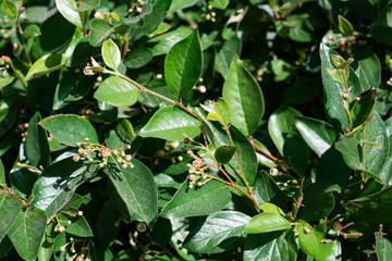 Green plant syringa amurensis in the bright summer sun with flowers