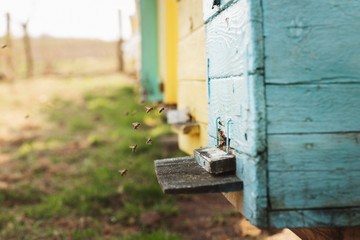 Bee hive detail close up. Bees are working