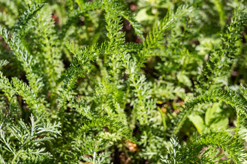 Green plant achillea millefolium in the bright summer sun
