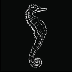 Beautiful seahorse drawing line drawing illustration