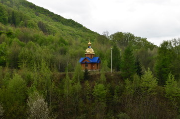 Spring beech forest with fresh light green foliage