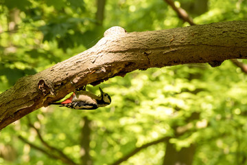 Keukenhof Forest Lisse