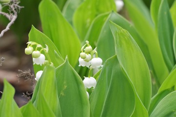 Obraz premium スズラン