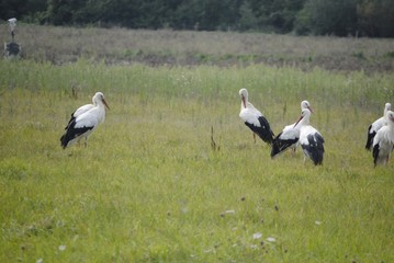 Cigognes