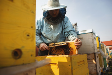 Bee hive detail. Beekeeper Inspecting Bee Hive after winter