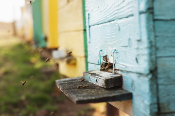 Bee hive detail close up. Bees are working