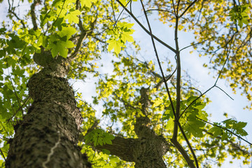 Keukenhof forest, Lisse, Netherlands