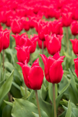 Fototapeta premium Tulip fields the Netherlands