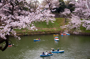 Fototapeta premium Cherry Blossoms