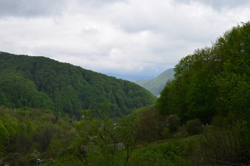 Fototapeta na wymiar Spring beech forest with fresh light green foliage