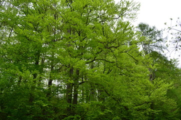 Obraz premium Spring beech forest with fresh light green foliage