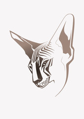 Sphinx cat. Close-up portrait