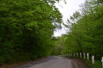 Obraz premium Wiosna las bukowy ze świeżych jasnozielonych liści
